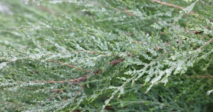 Frozen rain drops on vibrant green pine tree branches