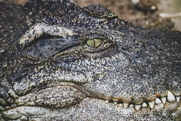 Alligator or crocodile animals eyes closeup, dangerous alligator eye detail