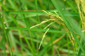 Closeup green ear of rice in the field