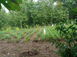 A small field of grass growing green in the cold of the mountains. A lush little green garden, widely grown with local Ayurvedic medicinal plants. A small field of green looking beautiful plants