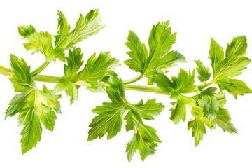 Fototapeta premium Parsley leaves isolated on white background