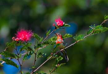 The flower and the bird