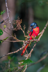 Scarlett minivet 