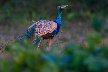 peacock in the forest