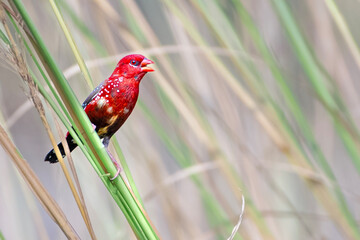 red cardinal bird