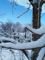 snow covered trees