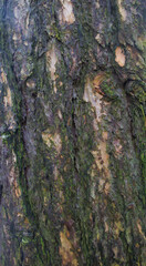 Beautiful close-up of larix x marschlinsii