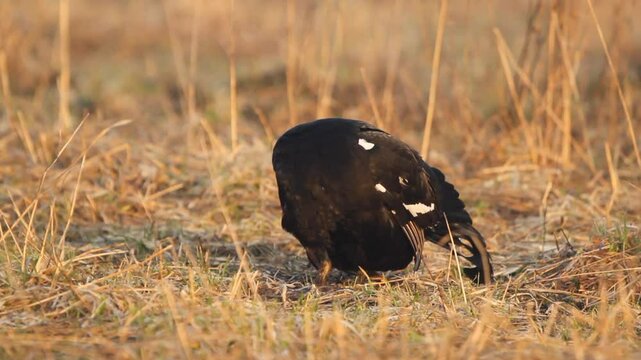 Black Grouse (Lyrurus tetrix) preening their feathers