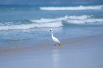 snowy egret on the beach