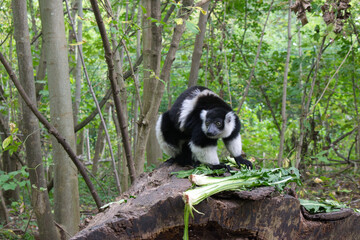 Black and White Ruffed Lemur in Forest Habitat