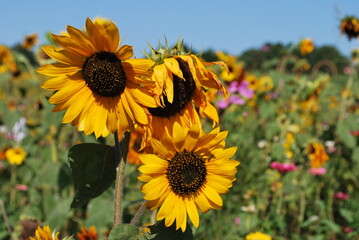 sunflowers in the field