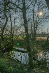 Die Sonne scheint zwischen den &Auml;sten eines Baums durch