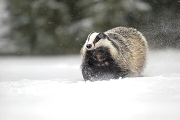 “European Badger Running on a Snowy Clearing at the Forest Edge” © Martin