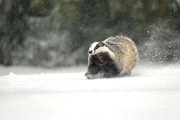 “European Badger Running on a Snowy Clearing at the Forest Edge” © Martin