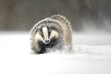 Obraz premium “European Badger Running on a Snowy Clearing at the Forest Edge”