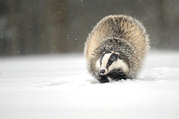 Obraz premium “European Badger Running on a Snowy Clearing at the Forest Edge”