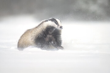 “European Badger Running on a Snowy Clearing at the Forest Edge” © Martin