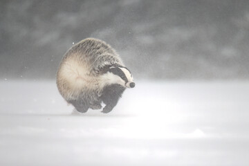 “European Badger Running on a Snowy Clearing at the Forest Edge”