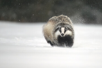 “European Badger Running on a Snowy Clearing at the Forest Edge” © Martin