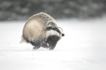 “European Badger Running on a Snowy Clearing at the Forest Edge” © Martin