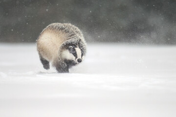 “European Badger Running on a Snowy Clearing at the Forest Edge” © Martin