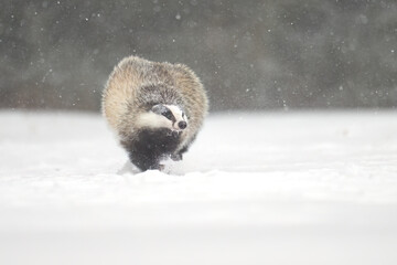 “European Badger Running on a Snowy Clearing at the Forest Edge” © Martin