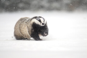 “European Badger Running on a Snowy Clearing at the Forest Edge” © Martin