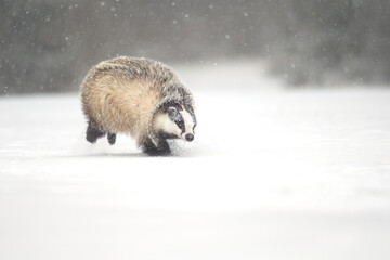“European Badger Running on a Snowy Clearing at the Forest Edge” © Martin
