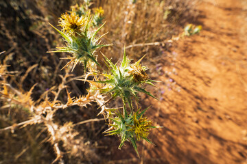 Close-up of three blooming woolly distaff thistle (Carthamus lanatus) heads with yellow flowers and sharp green bracts, illuminated by the sun.