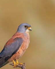 Eagle, bird of prey, perched, tree branch, grey feathers, yellow eyes, sharp beak, green background, nature, fauna, raptor. 