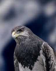 Eagle, bird of prey, perched, tree branch, grey feathers, yellow eyes, sharp beak, green background, nature, fauna, raptor. 