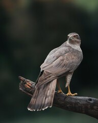 Eagle, bird of prey, perched, tree branch, grey feathers, yellow eyes, sharp beak, green background, nature, fauna, raptor. 