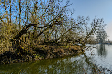 Am Donau-Altarm bei Bogen/Niederbayern