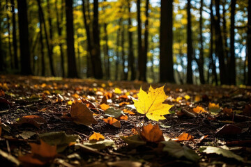 A panoramic view of a sun-dappled forest floor, showcasing a mosaic of fallen leaves
