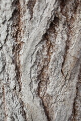 tree bark texture, natural background texture tree bark