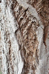 tree bark texture, natural background texture tree bark