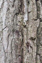 tree bark texture, natural background texture tree bark