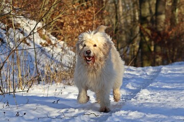 Goldendoodle läuft freudig im Schnee entgegen