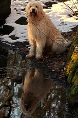 Goldendoodle sitzt am Bach, mit Spiegelbild