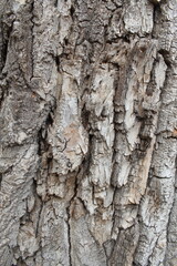 tree bark texture, natural background texture tree bark