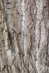 tree bark texture, natural background texture tree bark
