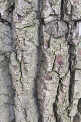 tree bark texture, natural background texture tree bark