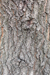 tree bark texture, natural background texture tree bark