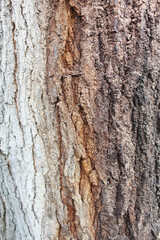 Fototapeta premium tree bark texture, natural background texture tree bark
