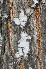 tree bark texture, natural background texture tree bark