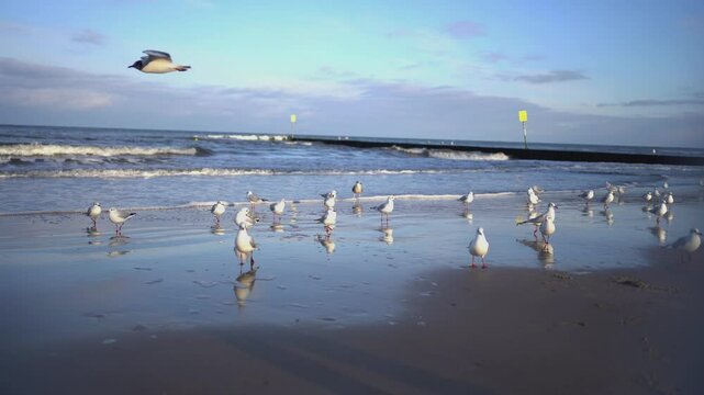 Seagulls walk on the sand and fly along the seashore in winter in January in the city of Kohlberg, Poland
