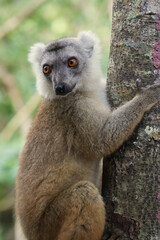 lemur in the rainforest of Madagascar
