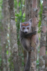 What a cutie! Close up of a crowned lemur (Eulemur coronatus) at Madagascar