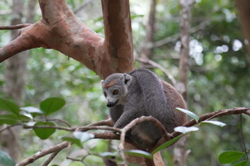 What a cutie! Close up of a crowned lemur (Eulemur coronatus) at Madagascar