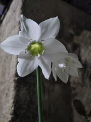 white magnolia flower